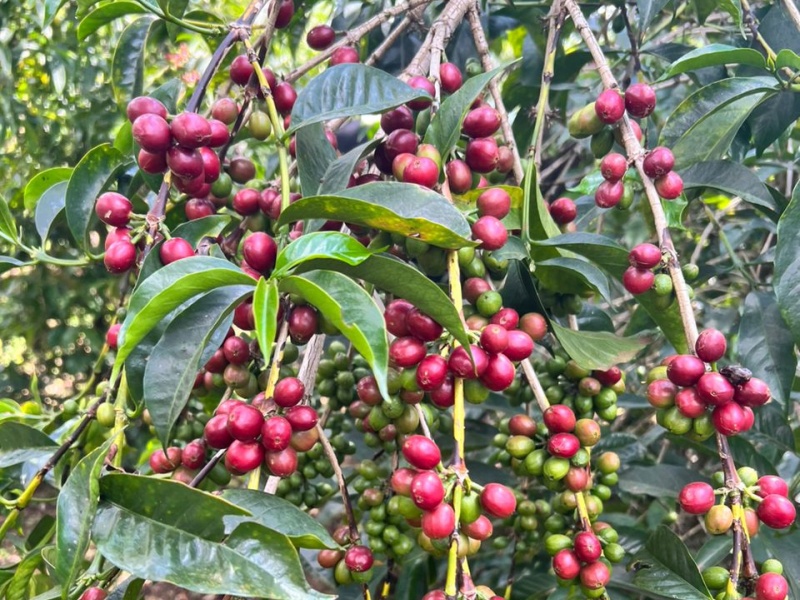 エチオピア Co-NECT グジ シャキッソ ゴールデンハニー G1 生豆 | 海ノ